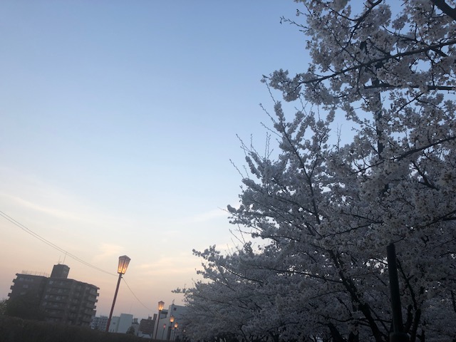 桜とラーメンと財布と。